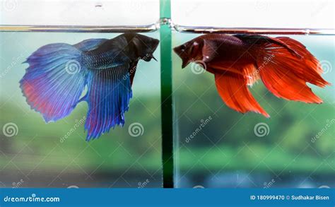 Bettas or Siamese Fighting Fish – Scapeshop.com.au.